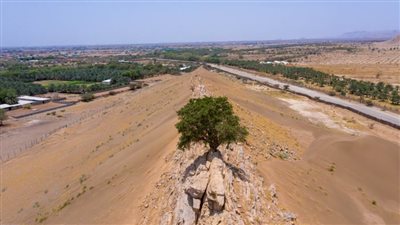 حمدان بن زايد يوجه بإكثار شجرة 