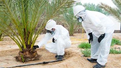 الزراعة والسلامة الغذائية تنظم محاضرات للعناية بأشجار النخيل خلال مهرجان ليوا للرطب 16