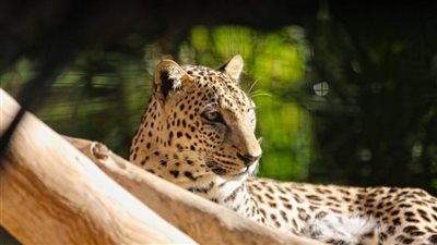 حديقة الحيوانات بالعين تحمي العديد من الحيوانات النادرة والمهددة بالانقراض وتشارك في 59 برنامج إكثار عالمي