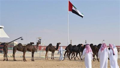 مهرجان الظفرة 2020 يعلن دليل الاشتراطات والاشتراك وجداول الدخول لـ