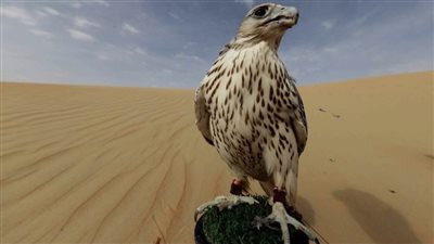 مهرجان الظفرة 2020 بدورته 14 يعلن عن دليل المزاينات والمسابقات التراثية المصاحبة 