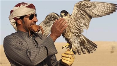 محمية المرزوم للصيد تفتح أبوابها أمام الصقارين وهواة الصيد التقليدي في الأول من نوفمبر المقبل