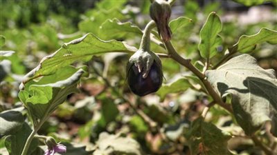 تقرير / مزارع العين نموذج للاستدامة الزراعية الحديثة