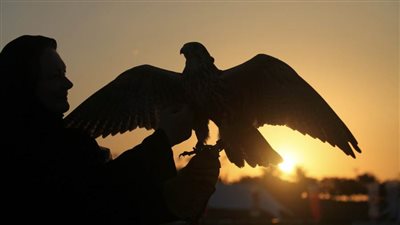  10 أعوام على تسجيل الصقارة في اليونسكو