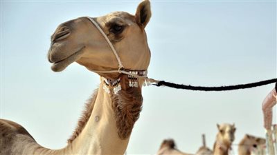 ملاك الإبل يستعدون لمزاينة إبل اللقايا والإيذاع - محليات في مهرجان الظفرة الـ14