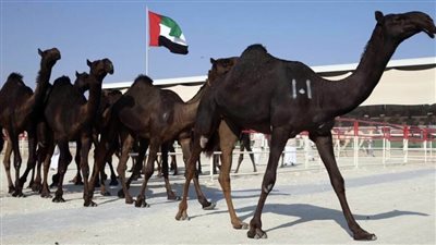 تقرير / مزاينة الإبل بمهرجان الظفرة.. بصمة تراثية أصيلة