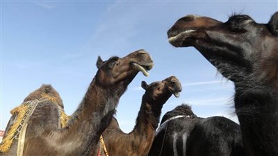 غدا .. انطلاق السباق التأهيلي للسلوقي العربي التراثي في مهرجان الظفرة