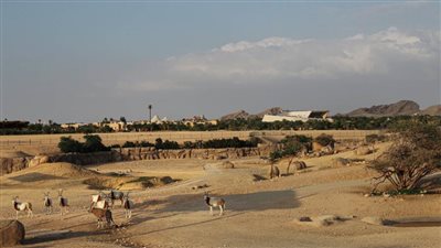 حديقة الحيوانات بالعين تطلق رحلة الدراجات الجبلية لمحبي الطرقات الوعرة