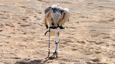 انطلاق بطولة 