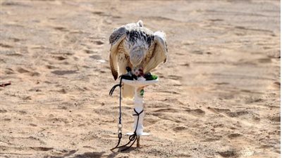 منافسات قوية في بطولة 