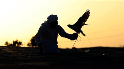 محمية المرزوم بأبوظبي تختتم موسمها للصيد التقليدي 2020 - 2021