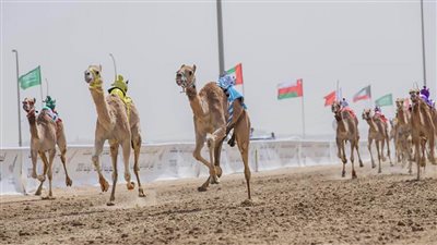 تحت رعاية رئيس الدولة .. أول مارس انطلاق المهرجان الختامي السنوي لسباقات الهجن
