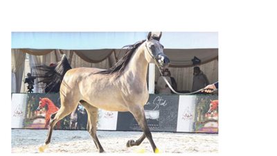 انطلاق النسخة الأولى من بطولة الظفرة لجمال الخيل العربية الثلاثاء المقبل بمشاركة 500 خيل ضمن 30 فئة متنوعة