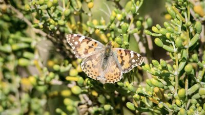 هيئة البيئة - أبوظبي تعمل على قياس مؤشر التنوع البيولوجي للمدن