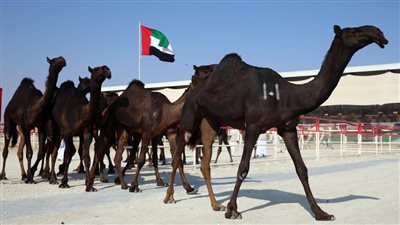 بتوجيهات محمد بن زايد توسيع نطاق مهرجان الظفرة ليتضمن مواقع وفعاليات وجوائز إضافية