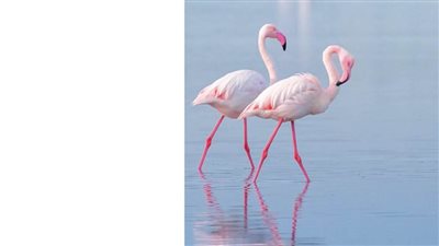 إطلاق بوابة إلكترونية لتقدير أعداد الطيور المائية في العالم