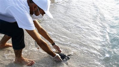 إعادة مجموعة من السلاحف البحرية لموائلها الطبيعية بعد تأهيلها