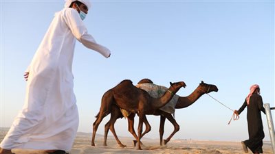 مزاينة رزين في مهرجان الظفرة 15 تنطلق وسط إقبال كبير من مُلاك الإبل