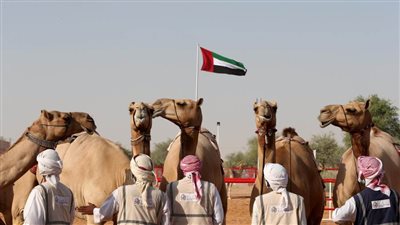 تقديم موعد مزاينة مدينة زايد إلى 14 ديسمبر 2021