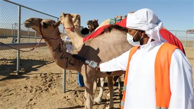 مزاينة مدينة زايد تبدأ 