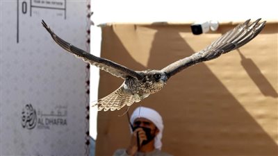 تتويج أشواط الثنايا المحليات والحقايق المجاهيم بمزاينة مدينة زايد للإبل