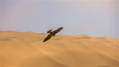 مدير مهرجان ليوا الدولي : تجاوزنا 30 ألف زائر لفعاليات المهرجان