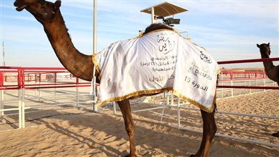 منافسات قوية بين مُلاك الإبل المجاهيم في مزاينة مدينة زايد