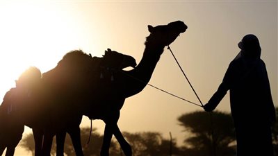 مهرجان محمد بن زايد لسباقات الهجن ومزاينة الإبل يعلن عن دليل المشاركين في المزاينة