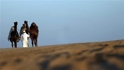 مسابقات وفعاليات مهرجان الظفرة تنطلق 12 يناير الجاري