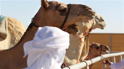 مهرجان الظفرة 15 يبدأ ترصيص الإبل المشاركة في المزاينة يوم الجمعة القادم