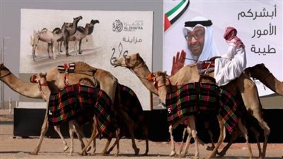 الظفرة .. وجهة إماراتية عالمية مفضلة للسياحة الصحراوية