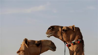 تحت رعاية محمد بن زايد.. مهرجان الظفرة (15) ينطلق غداً