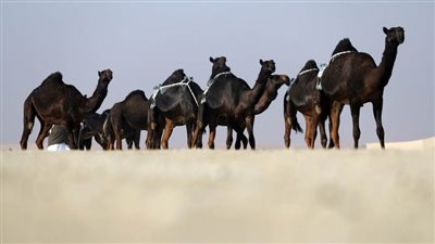 مهرجان الظفرة.. أجواء احتفالية وفعاليات متنوعة