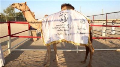 تواصل منافسات مزاينة الإبل بمهرجان الظفرة