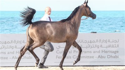منافسات مثيرة في انطلاقة النسخة الثانية لبطولة الظفرة لجمال الخيل العربية