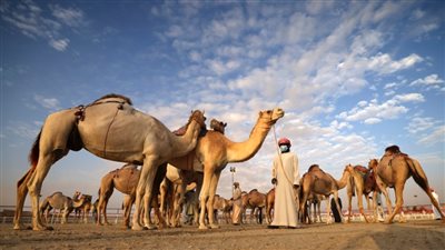 مهرجان الظفرة .. رسالة الإمارات التراثية من مدينة زايد إلى العالم