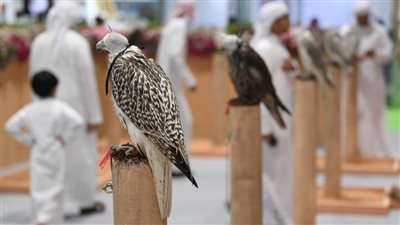 نادي صقاري الإمارات يستقطب زوار مهرجان الشيخ زايد