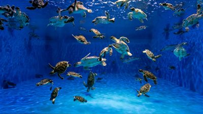 هيئة البيئة - أبوظبي تنقذ 250 سلحفاة بحرية منذ بداية العام الجاري