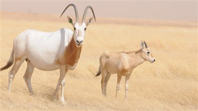 هيئة البيئة تواصل إنجازاتها ضمن برنامج إعادة توطين الثدييات