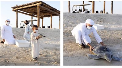 بمشاركة ذياب بن محمد بن زايد آل نهيان...هيئة البيئة - أبوظبي تطلق 150 سلحفاة بحرية إلى موائلها بعد إعادة تأهيلها