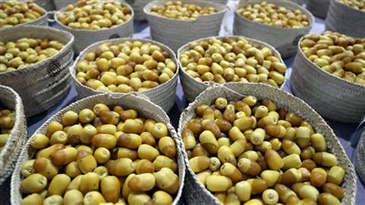 مهرجان ومزاد ليوا للتمور ينطلق 15 أكتوبر المقبل