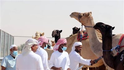 مهرجان الظفرة يبدأ 