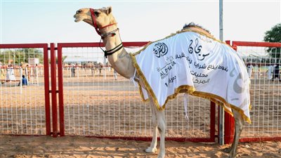 منافسات قوية في أشواط الإيذاع بـ 