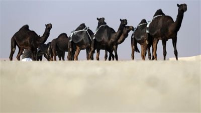 مزاينة رزين المحطة الثانية في مهرجان الظفرة تنطلق غدا