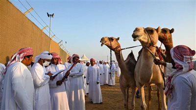 انطلاق مزاينة رزين ثانية محطات مهرجان الظفرة