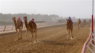 تحت رعاية رئيس الدولة .. منافسات جائزة زايد الكبرى لسباقات الهجن 2022 تنطلق الجمعة