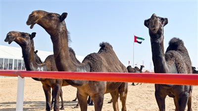 1881 مشاركا من ملاك الإبل في مسابقات مزاينة رزين