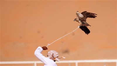 غدا.. اختتام منافسات الصيد بالصقور في مهرجان ليوا الدولي