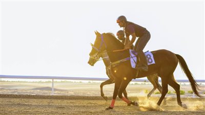 سباق الخيول العربية ينطلق ضمن فعاليات مهرجان ليوا