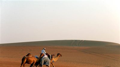 انطلاق مزاينة مدينة زايد بمهرجان الظفرة 9 يناير الجاري